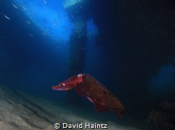 Cuttlefish taken at Blairgowrie marina by David Haintz 